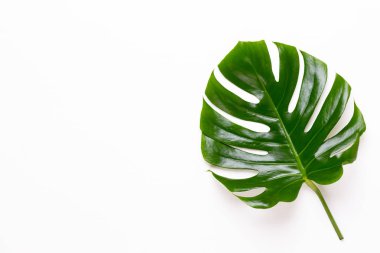 Tropikal orman düz yüzeye whit üzerinde yaprak, Monstera,