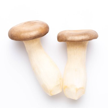 istiridye mantar beyaz zemin üzerine Kral.