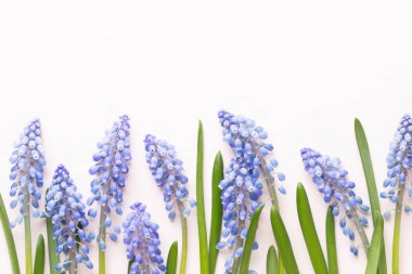 Mavi muscari çiçekler bahar. Muscari çiçek pembe pastel geri üzerinde