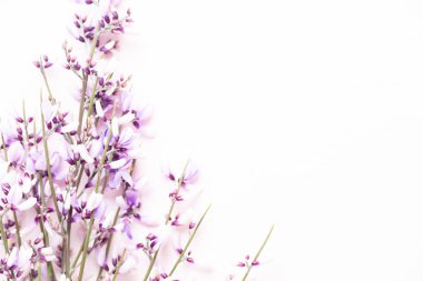 Çiçek kompozisyon. Pembe çiçekler pembe bir arka plan üzerinde. Paskalya, sp