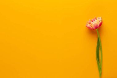 Pastel arka planda bahar çiçekleri laleleri. Retro vintage