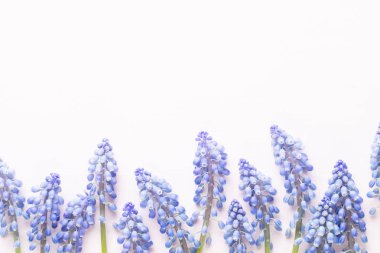 Mavi muscari çiçekler bahar. Muscari çiçek pembe pastel geri üzerinde
