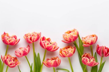 Bahar çiçekleri, pastel renkler zemin üzerine lale. Retro vintag