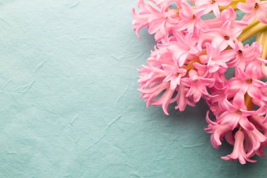 Sümbül mercan rengi pastel arka plan üzerinde yaşayan.