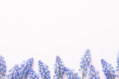 Mavi muscari çiçekler bahar. Muscari çiçek pembe pastel geri üzerinde