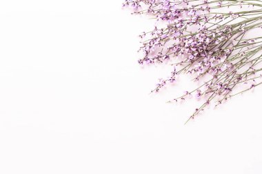 Çiçek kompozisyon. Pembe çiçekler pembe bir arka plan üzerinde. Paskalya, sp