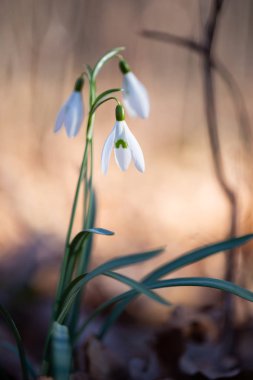  Bahar çiçek kardelen kış sonunda ilk çiçektir