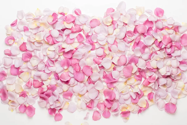 Rosa rosa pétalas de flores no fundo branco. Deitado plano, vista superior — Fotografia de Stock