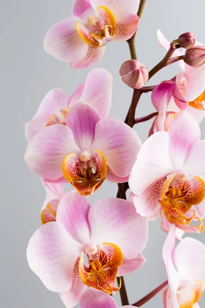 Orquídea rosa no fundo cinza . — Fotografia de Stock