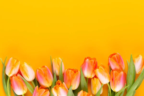 Żółte pastele kolor tulipany na żółtym tle. — Zdjęcie stockowe