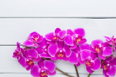 Güzellik gri bir arka plan üzerinde orkide. Spa sahne.