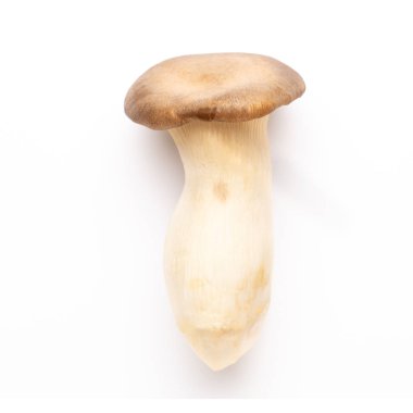 istiridye mantar beyaz zemin üzerine Kral.