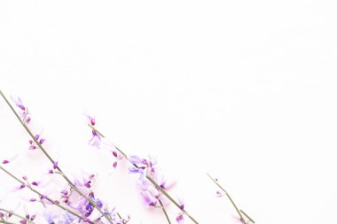 Çiçek kompozisyon. Pembe çiçekler pembe bir arka plan üzerinde. Paskalya, sp