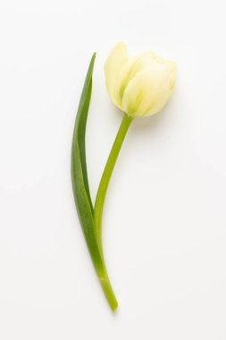 Bahar çiçekleri, pastel renkler zemin üzerine lale. Retro vintag