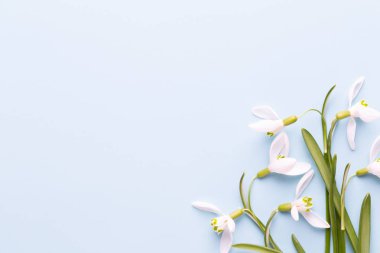 Taze kardelen metin için yer ile mavi arka plan üzerinde. Bahar g