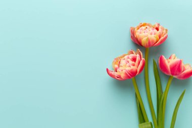 Bahar çiçekleri, pastel renkler zemin üzerine lale. Retro vintag