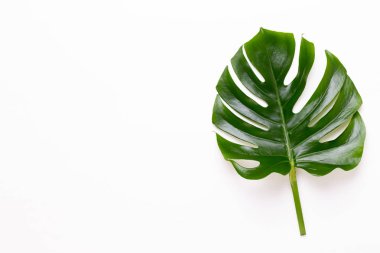 Tropikal orman düz yüzeye whit üzerinde yaprak, Monstera,