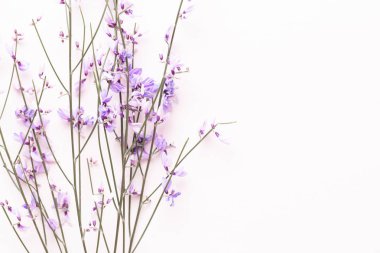 Çiçek kompozisyon. Pembe çiçekler pembe bir arka plan üzerinde. Paskalya, sp