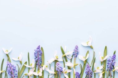 Taze kardelen metin için yer ile mavi arka plan üzerinde. Bahar g