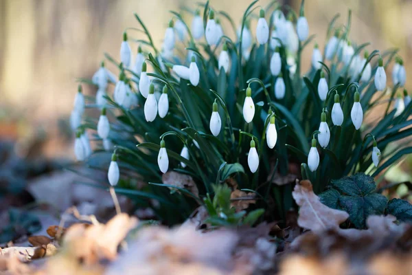 Spring flower snowdrop is the first flower in the end of winter