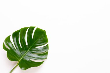 Tropikal orman düz yüzeye whit üzerinde yaprak, Monstera,