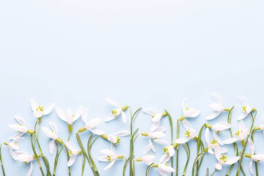 Taze kardelen metin için yer ile mavi arka plan üzerinde. Bahar g