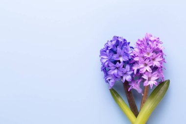 Sümbül ile çiçek kompozisyon. Arka plan rengi üzerinde bahar çiçekleri