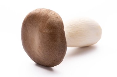 istiridye mantar beyaz zemin üzerine Kral.