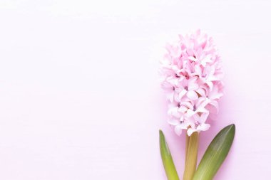 Sümbül ile çiçek kompozisyon. Arka plan rengi üzerinde bahar çiçekleri