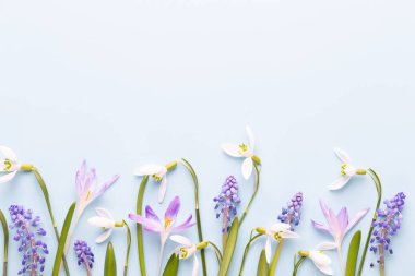 Taze kardelen metin için yer ile mavi arka plan üzerinde. Bahar g