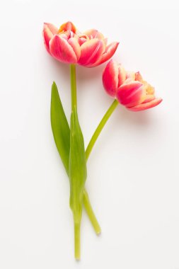 Bahar çiçekleri, pastel renkler zemin üzerine lale. Retro vintag