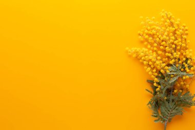 Sarı arka planda sarı çiçek deseni. Bahar selamlaması c