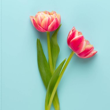 Pastel arka planda bahar çiçekleri laleleri. Retro vintage