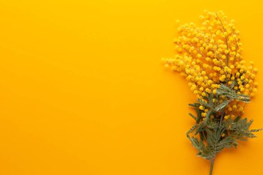 Sarı arka planda sarı çiçek deseni. Bahar selamlaması c