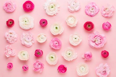 Güzel renkli tipik çiçekler pembe bir arka plan üzerinde. Spri