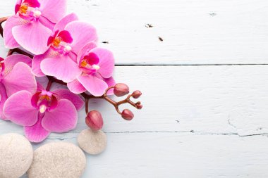 Pembe orkide çiçeği..