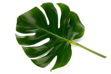 Tropical Jungle Leaf, Monstera, resting on flat surface, isolate clipart