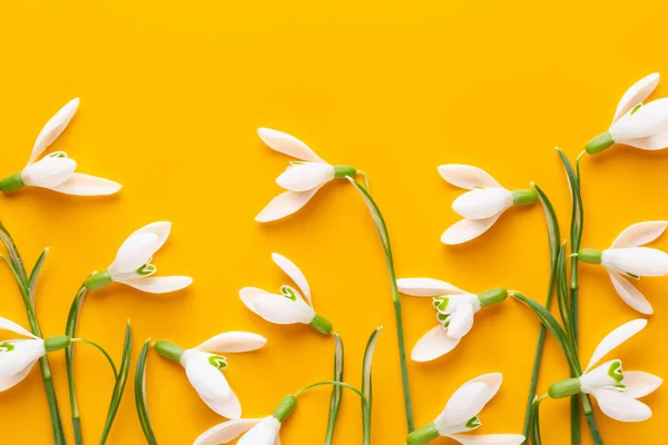 Fresh snowdrops on yellow background with place for text. Spring