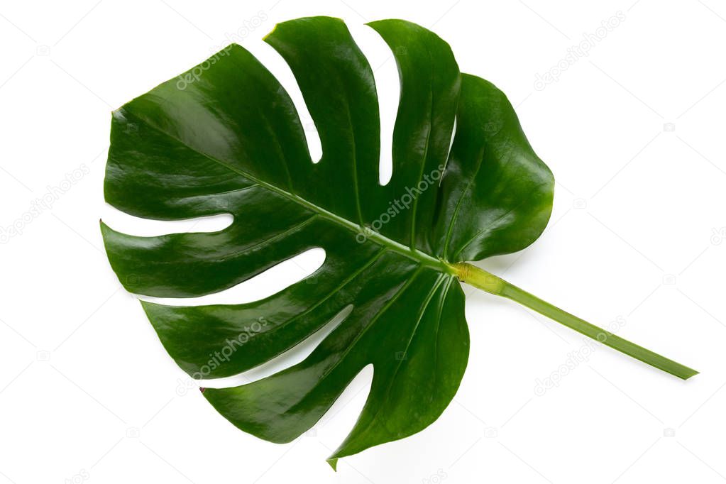 Tropical Jungle Leaf, Monstera, resting on flat surface, isolate