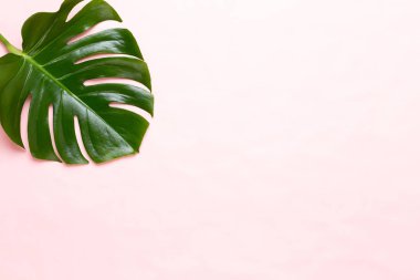 Tropikal orman üzerinde düz yüzeye peac yaprak, Monstera,