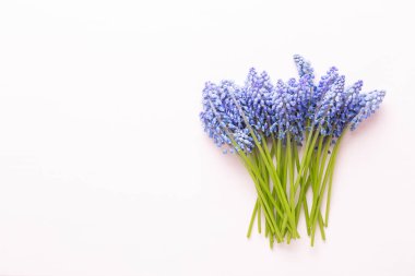 Mavi muscari çiçekler bahar. Muscari çiçek pembe pastel geri üzerinde