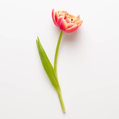 Bahar çiçekleri, pastel renkler zemin üzerine lale. Retro vintag