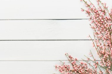 Bahar tebrik kartı, mercan rengi çiçekler üzerinde pastel b yaşayan