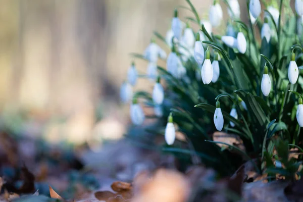 Spring flower snowdrop is the first flower in the end of winter