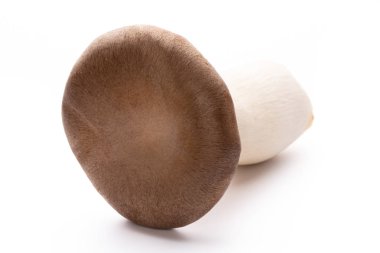 istiridye mantar beyaz zemin üzerine Kral.