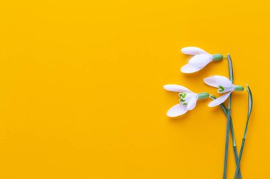 Metin için yer Sarı zemin üzerine taze kardelen. Bahar