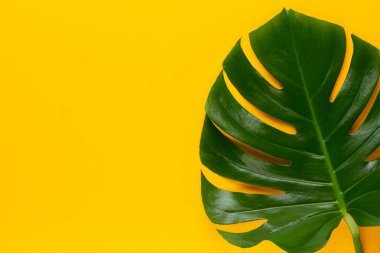 Tropikal Orman Yaprağı, Canavar, düz yüzeyde dinleniyor, bağırıyor