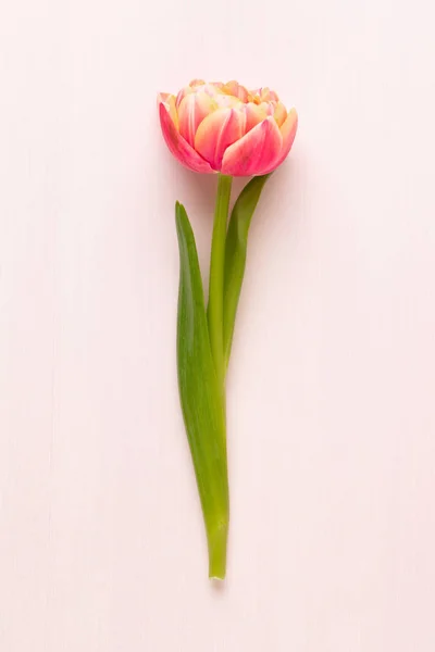 Flores de primavera tulipanes sobre fondo de colores pastel. Retro vintage — Foto de Stock