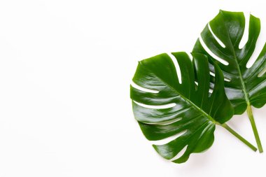 Tropikal orman düz yüzeye whit üzerinde yaprak, Monstera,