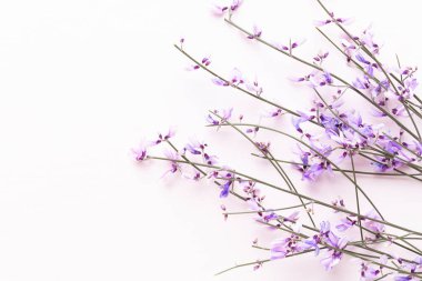 Çiçek kompozisyon. Pembe çiçekler pembe bir arka plan üzerinde. Paskalya, sp